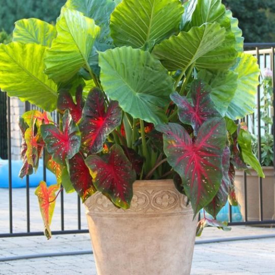 Shade container garden with caladium and elephant ear foliage