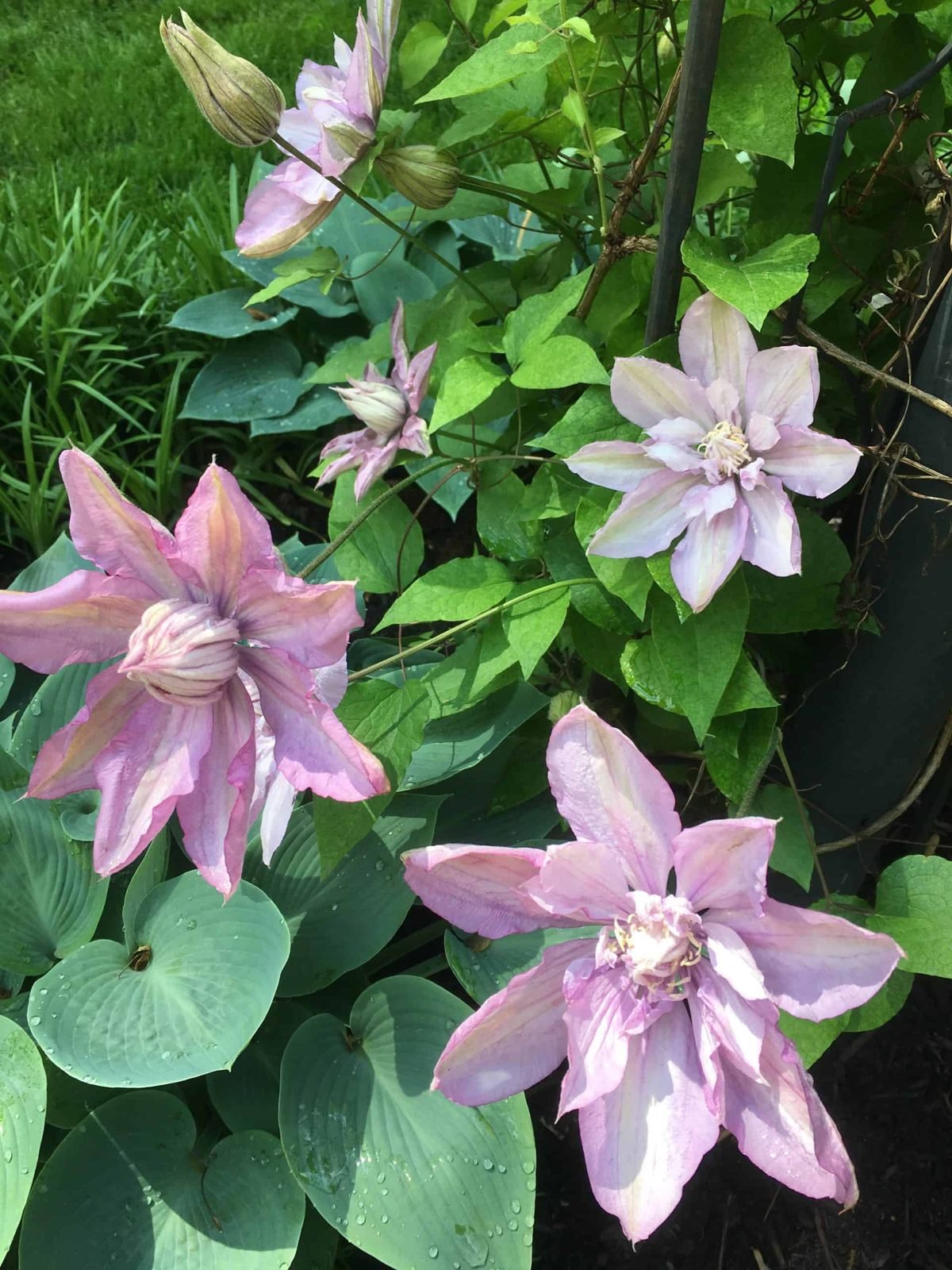 Lavender clematis blooming in a lush container garden designed by The Wild Flower Gardener