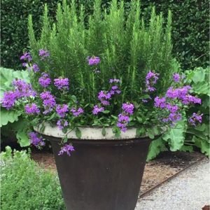 Container recipe with a rosemary thriller and purple verbena