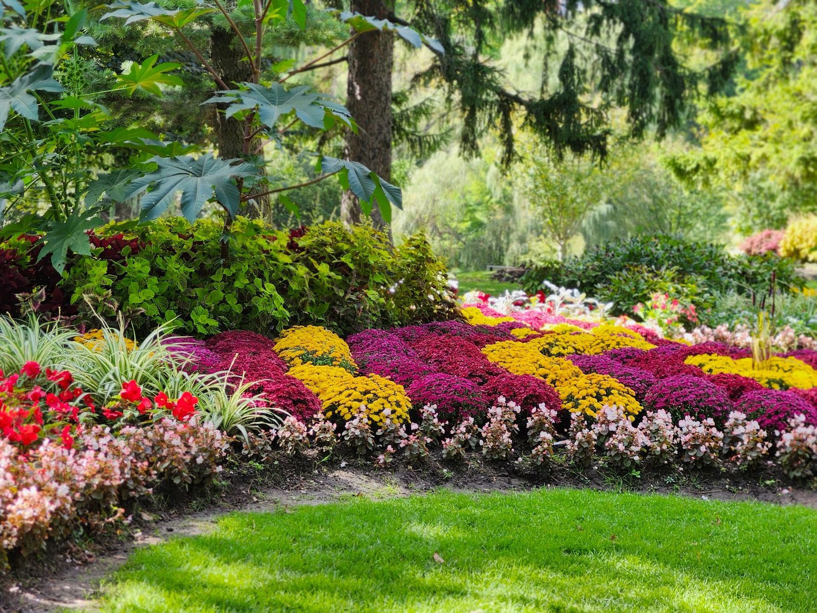 Manicured garden beds filled with chrysanthemums in full bloom