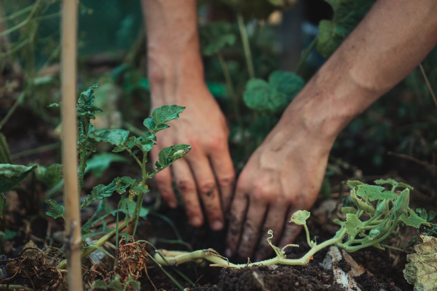 Hands planting a seedling in rich garden soil