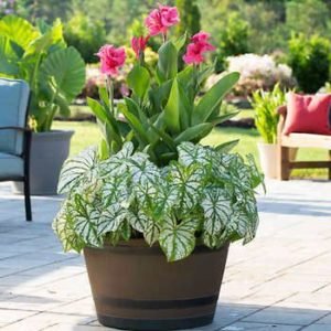 Tree-form Limelight hydrangea blooming in a container garden