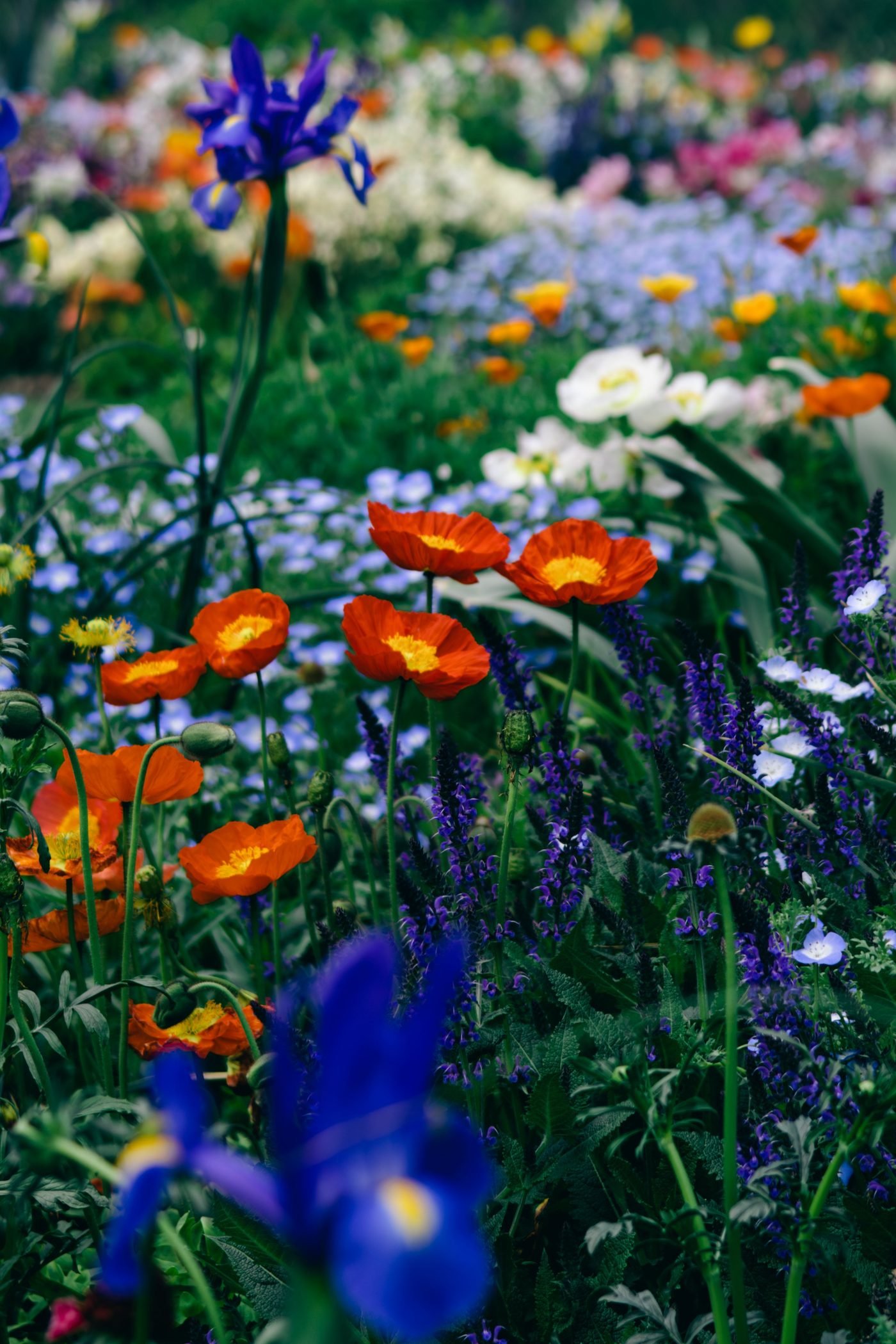 Poppies and irises blooming in a pollinator-friendly garden